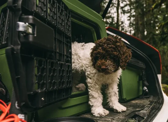 Best Small Travel Crate for Dogs