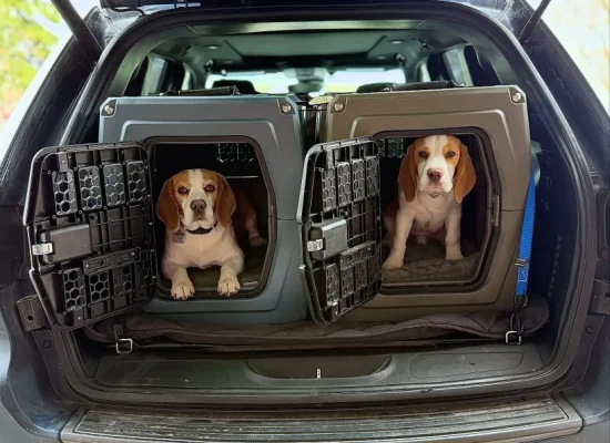 Best Crate Size for Medium Dog Breeds